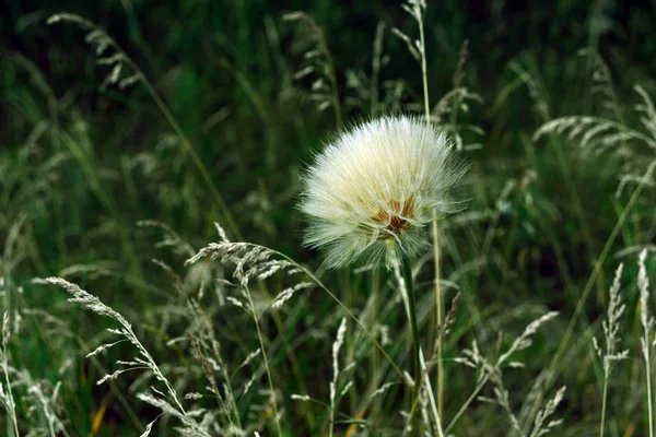 Large Dandelion Flower Head Fluffy Seeds Look Parachutes Grass Background — Stock Photo, Image