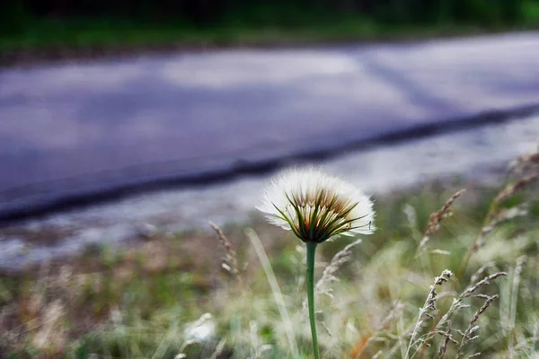 Een Eenzame Pluizige Paardebloem Verstrooit Zaden Vergelijkbaar Met Inbegrip Van — Stockfoto