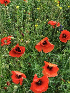 Alan kırmızı poppies, yeşil çim ve çok renkli çiçeklerle kaplı. Mayıs parlak renkler.