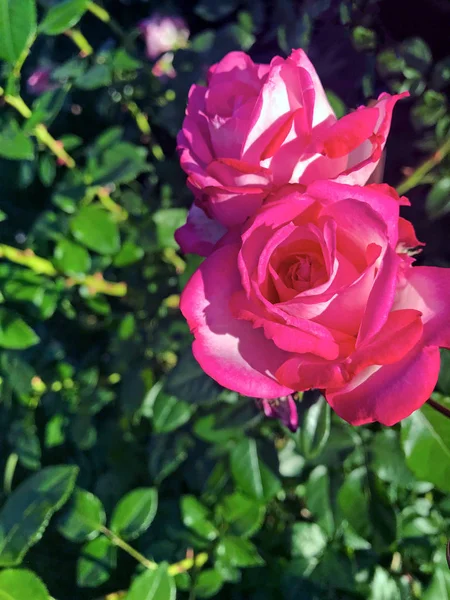 Vacker Rosa Ros Bakgrund Gröna Bladen Hemmet Trädgården Den Ljusa — Stockfoto