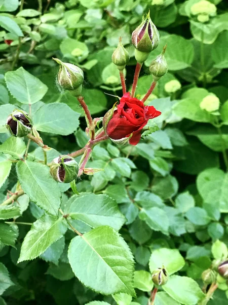Eine Knospe Roter Rosen Blüht Vor Dem Hintergrund Grünen Laubs — Stockfoto