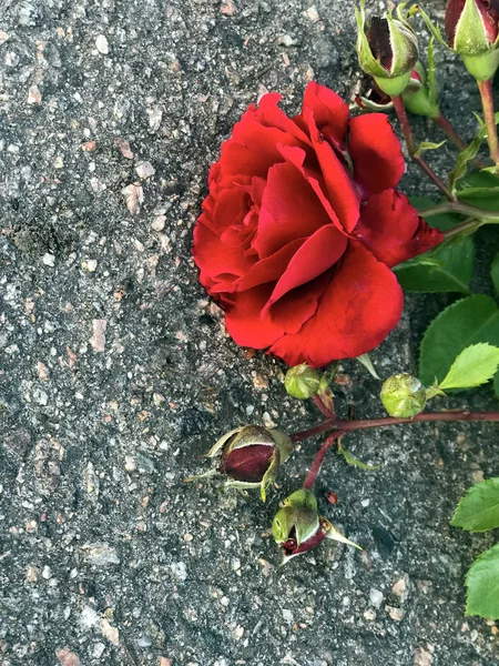 Den Stora Röda Rosen Ligger Grå Bakgrund Kontrast Ömtålig Planta — Stockfoto