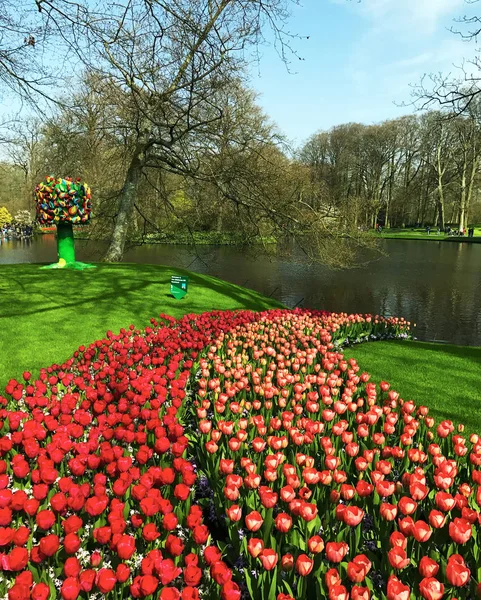 Keukenhof Hollanda Nisan 2018 Güzel Bahar Çiçek Kırmızı Laleler Güneşli — Stok fotoğraf