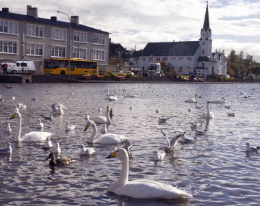 Reykjavik, İzlanda, Eylül 2018. Bir sürü beyaz kuğu ve Reykjavik şehir gölet batan güneşin ışınları içinde birçok martılar kaos oluşturmak. Günbatımı zamanı kuşlar su yansıması.