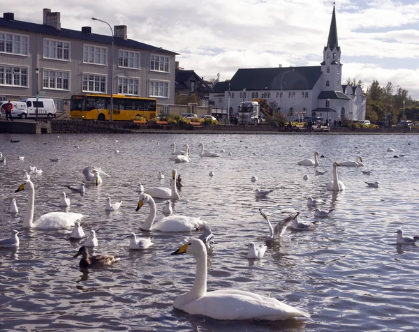 Reykjavik Islândia Setembro 2018 Bando Cisnes Brancos Muitas Gaivotas Lagoa — Fotografia de Stock