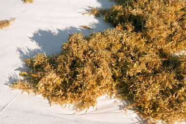 Algae lie on the white sand of the beach, they are washed away by the wave after the storm. clipart