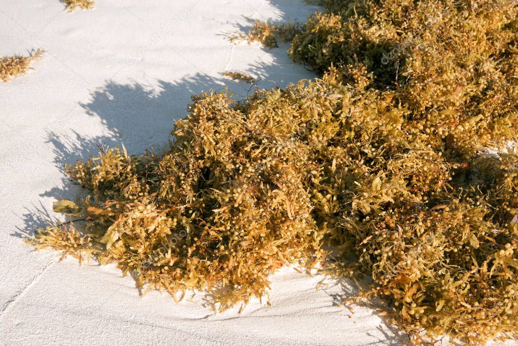 Algae lie on the white sand of the beach, they are washed away by the wave after the storm.