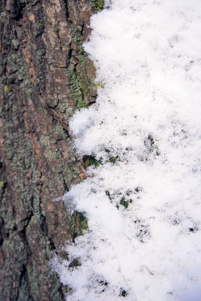 Bright white shiny snow melts on the bark of a tree on a sunny day on one side. The second side is covered with green moss. Spring is coming. Close-up.