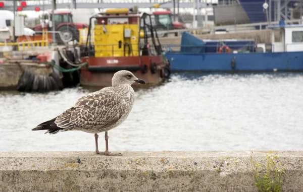 Jeune Goéland Argenté Larus Argentatus Marche Long Une Clôture Pierre — Photo