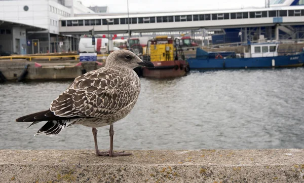 Jeune Goéland Argenté Larus Argentatus Marche Long Une Clôture Pierre — Photo