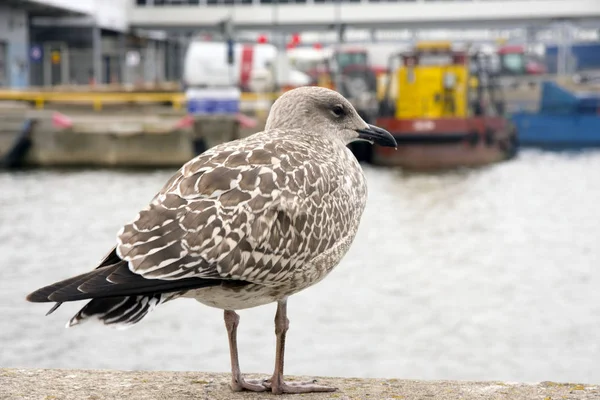 Jeune Goéland Argenté Larus Argentatus Marche Long Une Clôture Pierre — Photo