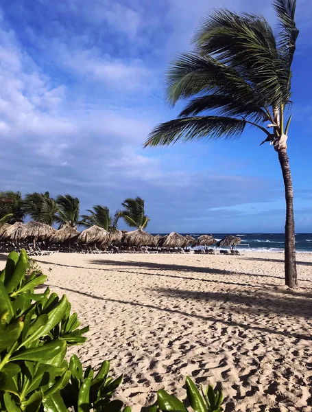 Yüksek ince Hindistan cevizi hurma ağacı plaj rüzgar altında gelen kum görevini yerine getirmektedir. Beach, bungalov, gökyüzü, bulutlar. — Stok fotoğraf