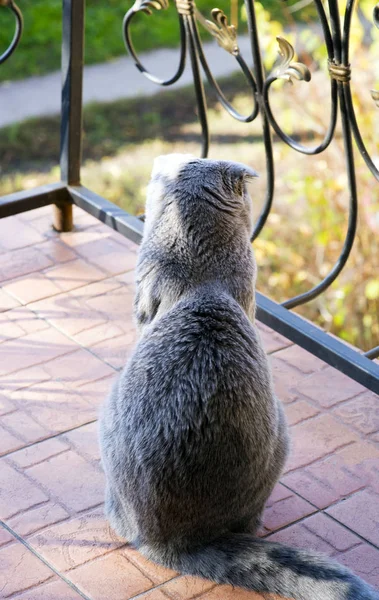 Cute Cat Sits Balcony Wrought Iron Fence Warm Autumn Day — Stock Photo, Image