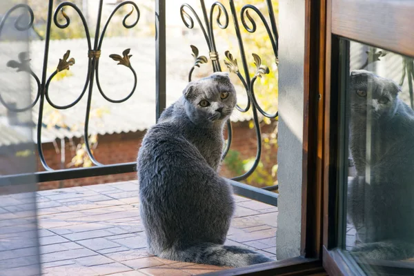 Um gato bonito está sentado na varanda com uma cerca de ferro forjado, com um dia quente de outono olhando para o proprietário com um pedido. Quer ir a pé. Escocês Fold raça . — Fotografia de Stock