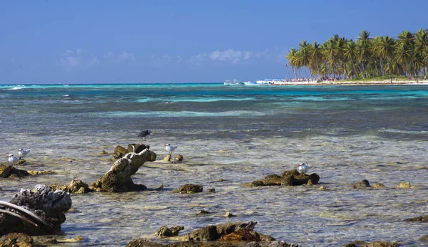 Pięknym Tropikalnym Krajobrazie Ocean Wyspy Wybrzeża Palmy Dzikość Dominikana Mewy — Zdjęcie stockowe