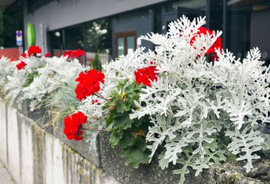 Cineraria ıtır ve beyaz yaprak üzerinde şehir flowerbed restoran önünde parlak kırmızı çiçekler.
