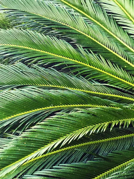 Grandes Feuilles Palmier Vertes Gros Plan Texture — Photo