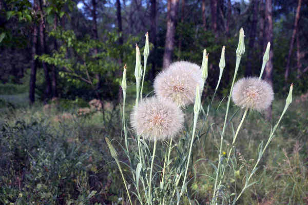 Paardebloem Bush Paardebloem Onder Bomen Een Zonnige Dag Ochtend Naaldhout — Stockfoto