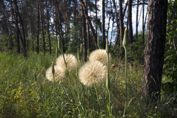 Medicinale Plant Paardebloem Tussen Bomen Het Naaldhout Bos Bomen Gras — Stockfoto