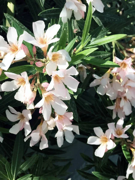 Gently pink flowers of oleander (Nerium) closeup. Mediterranean plants.