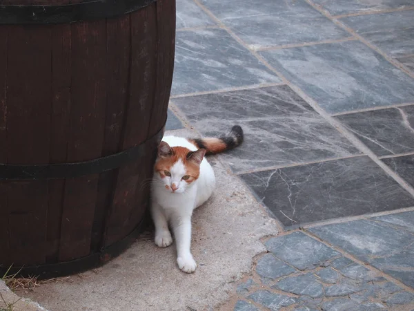 Gato branco-vermelho perto de um enorme barril na rua da cidade grega de Rethymnon. gato sem-teto esperando para o almoço . — Fotografia de Stock
