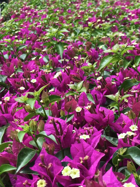 Gyönyörű lila, rózsaszín és sárga virágok a bougainvillea növény, a háttérben a levelek. Örökzöld göndör cserje. — Stock Fotó