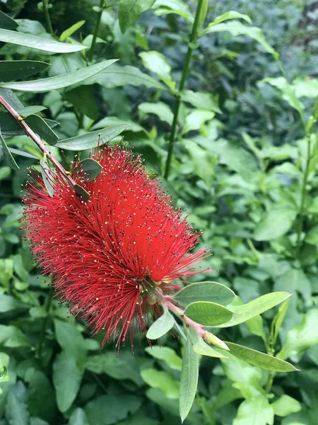 Gran flor de Callistemon rojo sobre un fondo de hojas verdes. Arbusto siempreverde de la familia de los mirtos . —  Fotos de Stock
