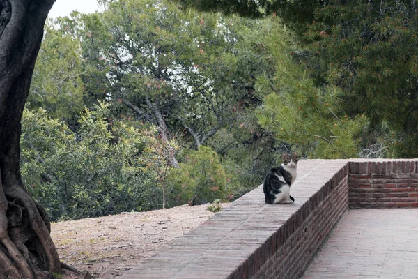 Un gato blanco y negro que vive en la fortaleza de Gibralfaro, Málaga, es fotografiado sobre el fondo de los árboles de coníferas . —  Fotos de Stock