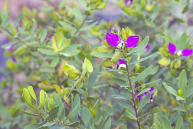 Küçük Lila çiçek yaprakları arka plan üzerinde iki yaprakları ile. Çiçekli çalılar. Nazik bitki.