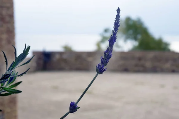 В старой крепости растет одинокая ветвь лаванды с фиолетовым цветком. Цветок против лазурного моря и кирпичных стен замка. Malaga, Spain, Andolusia . — стоковое фото