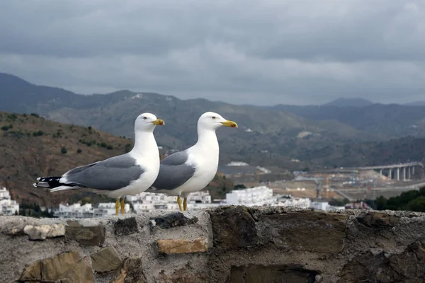 Deux grands goélands méditerranéens (Larus michahellis) se dressent sur le mur de pierre de l'ancienne forteresse sur fond de montagnes. Ville espagnole de Malaga, Andolusie. C'est une sale journée. . — Photo