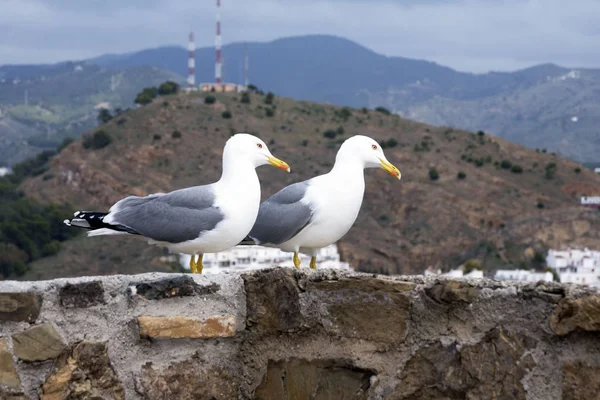 Deux grands goélands méditerranéens (Larus michahellis) se dressent sur le mur de pierre de l'ancienne forteresse sur fond de montagnes. Ville espagnole de Malaga, Andolusie. C'est une sale journée. . — Photo
