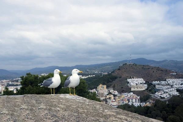 Two large Mediterranean gulls (Larus michahellis) stand on the stone wall of the old fortress against the backdrop of the mountains. Spanish city of Malaga, Andolusia. It's a nasty day. — Stock Photo, Image