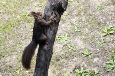 Koyu kahverengi tüylü sincap bir park büyük çam ağacında oturur. Sevimli kemirgen
