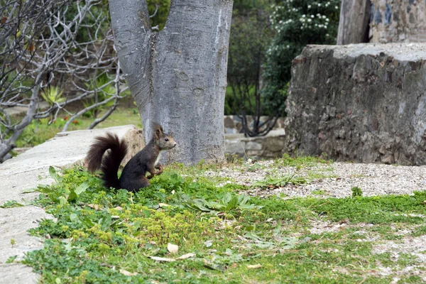 Una ardilla peluda de color marrón oscuro se sienta patas traseras cerca de un gran árbol en el parque. Lindo roedor . — Foto de Stock