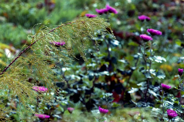 Een grote druppel water op de bladeren van planten. Verrassend leuke ochtend. Rond onscherpe achtergrond, op welke herfst bloemen. — Stockfoto