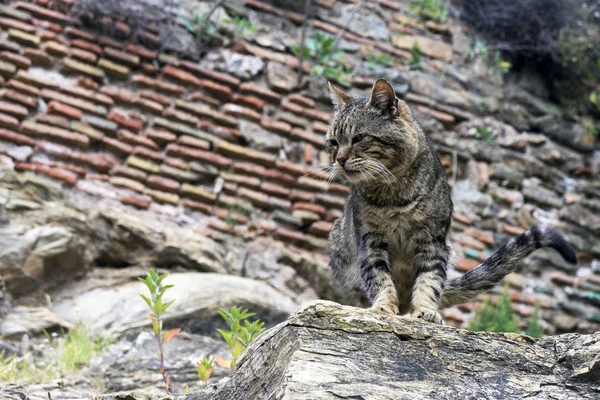 Um gato vadio marrom listrado engraçado senta-se em uma rocha da mesma cor. A mascarar um animal. Protecção dos direitos dos animais . — Fotografia de Stock
