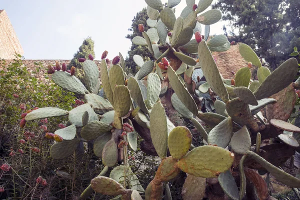 Wild cactus with unopened flowers. Opuntia - a huge cactus with flat, juicy, dark green and edible stems. — 图库照片