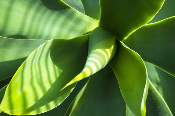 Hojas verdes gruesas y suculentas de agave. Agave Djengola. Roseta de hojas carnosas de cerca en los rayos del sol brillante . —  Fotos de Stock