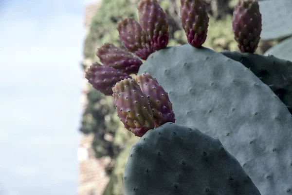 Cactus silvestres con flores sin abrir. Opuntia - un cactus enorme con tallos planos, jugosos, de color verde oscuro y comestibles . —  Fotos de Stock