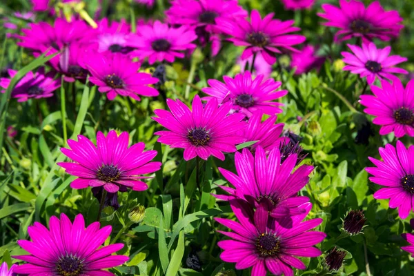 Όμορφη λιλά λουλούδια σαν μαργαρίτα. Οστεοσπερμα Eklon (Οστεοσπερμαίδα) στο φόντο των πράσινων φύλλων. Γκρο πλαν. Υφή. — Φωτογραφία Αρχείου