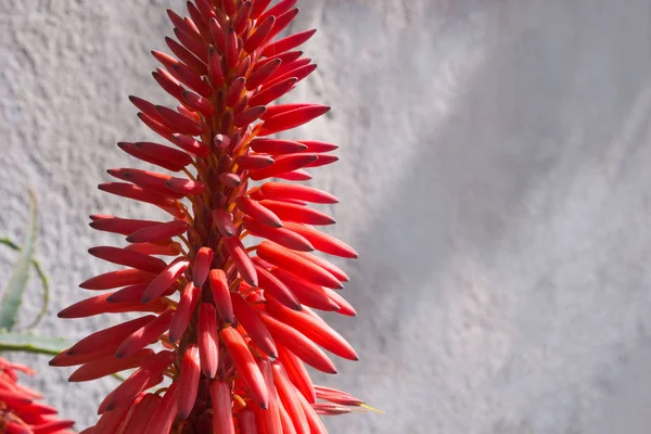 Brillante flor de aloe rojo hermoso (Aloe Bellatula) contra una pared blanca en Nice Park. Planta medicinal útil. Suculentas . —  Fotos de Stock