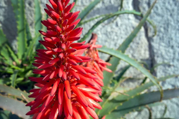 Φωτεινό όμορφο κόκκινο λουλούδι Αλόης (Αλόη Bellatula) εναντίον ενός λευκού τοίχου στο πάρκο της Νίκαιας. Χρήσιμο φαρμακευτικό φυτό. Παχύφυτα. — Φωτογραφία Αρχείου