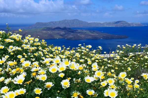 Fiori selvatici margherite su uno sfondo di cielo blu, mare blu e isola. Estate mattina di sole sull'isola di Santorini, Grecia. Viaggi in euro . — Foto Stock