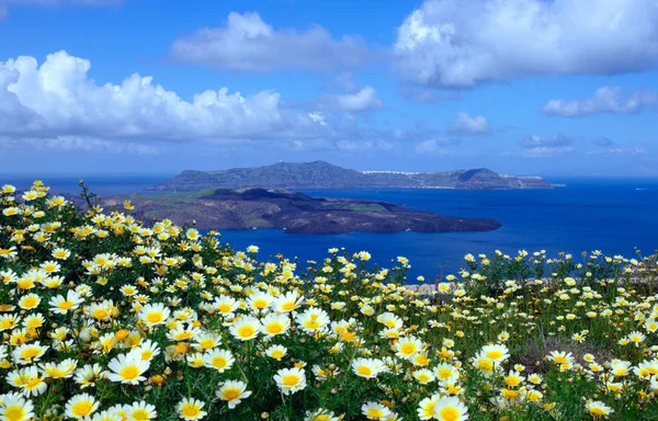 Fiori selvatici margherite su uno sfondo di cielo blu, mare blu e isola. Estate mattina di sole sull'isola di Santorini, Grecia. Viaggi in euro . — Foto Stock