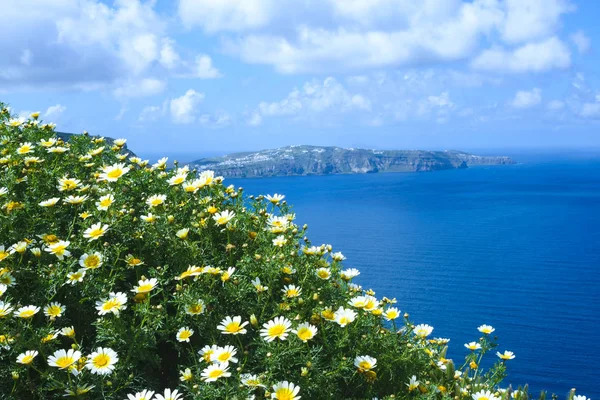 Stokrotka kwiaty na tle błękitne niebo, błękitne morze i wyspę. Letni słoneczny poranek na wyspie Santorini, Grecja. Podróże euro. — Zdjęcie stockowe