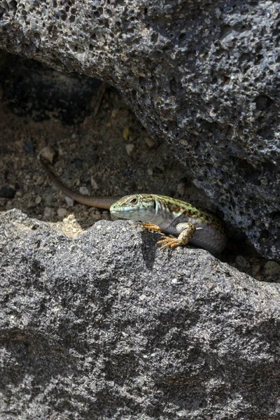 Самка кикладской ящерицы (Podarcis erhardii) греется на теплом камне на острове Санторини, Греция. Маскировка ящериц в солнечный день . — стоковое фото