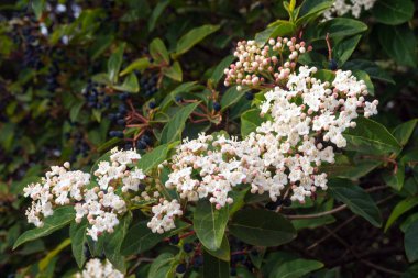 White small flowers of viburnum laurel (Viburnum tinus). Mediterranean tree with small white or pink flowers and black berries. clipart