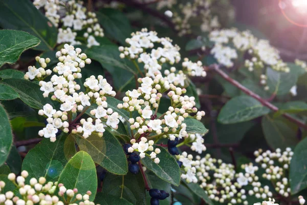 White small flowers of viburnum laurel (Viburnum tinus). Mediterranean tree with small white or pink flowers and black berries. — Stock Photo, Image