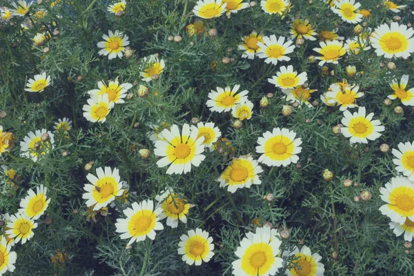 Nagy virágok a vadon élő százszorszépek között zöld lombozat. Közeli. Tonik. — Stock Fotó